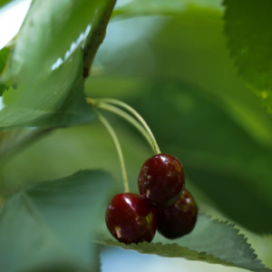 Cherry time
