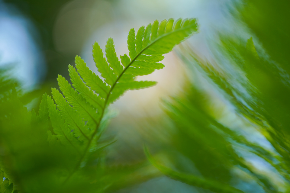 Fern