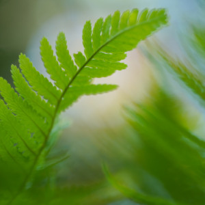 Fern