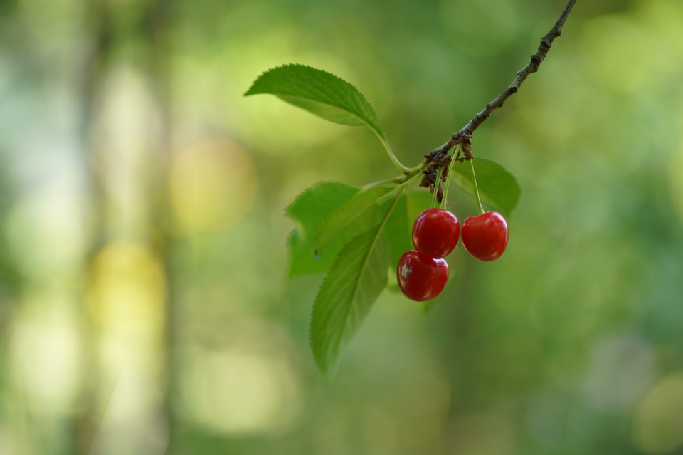 Cherries