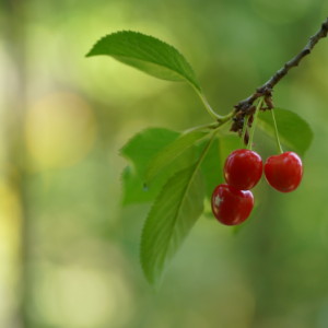 Cherries