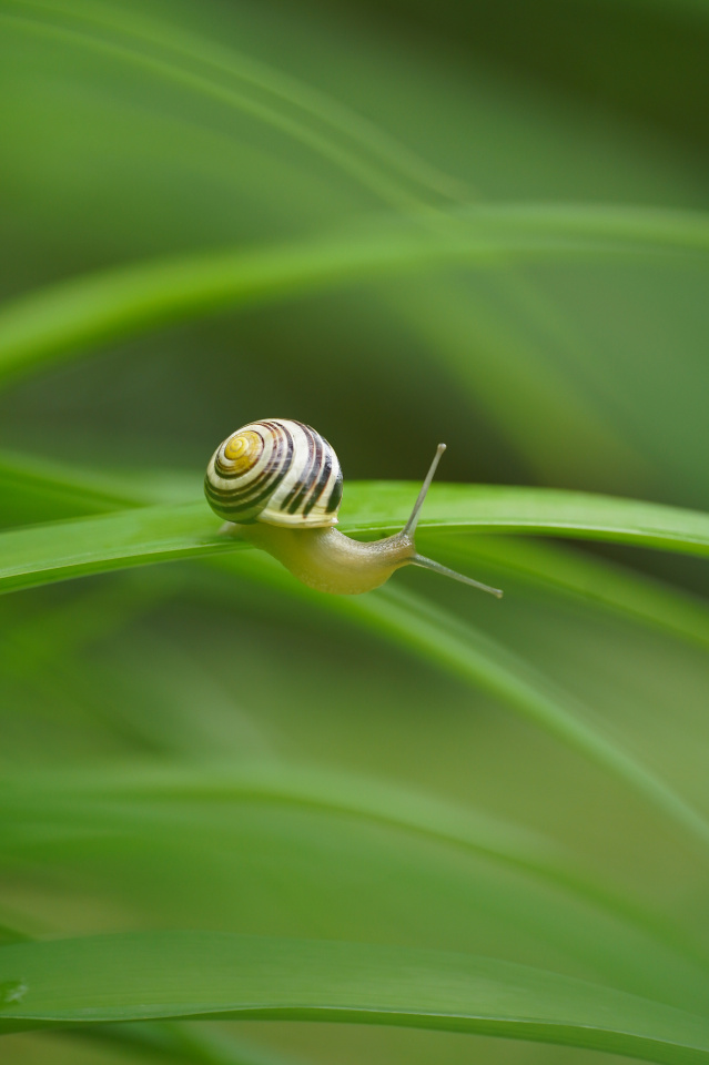 Snails are out