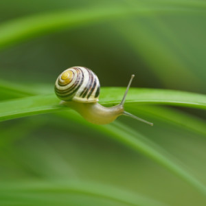 Snails are out