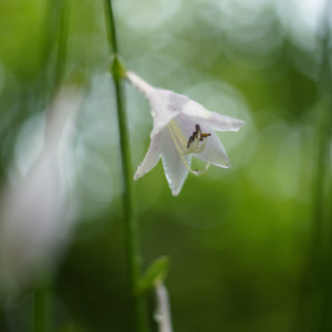 Flower Friday