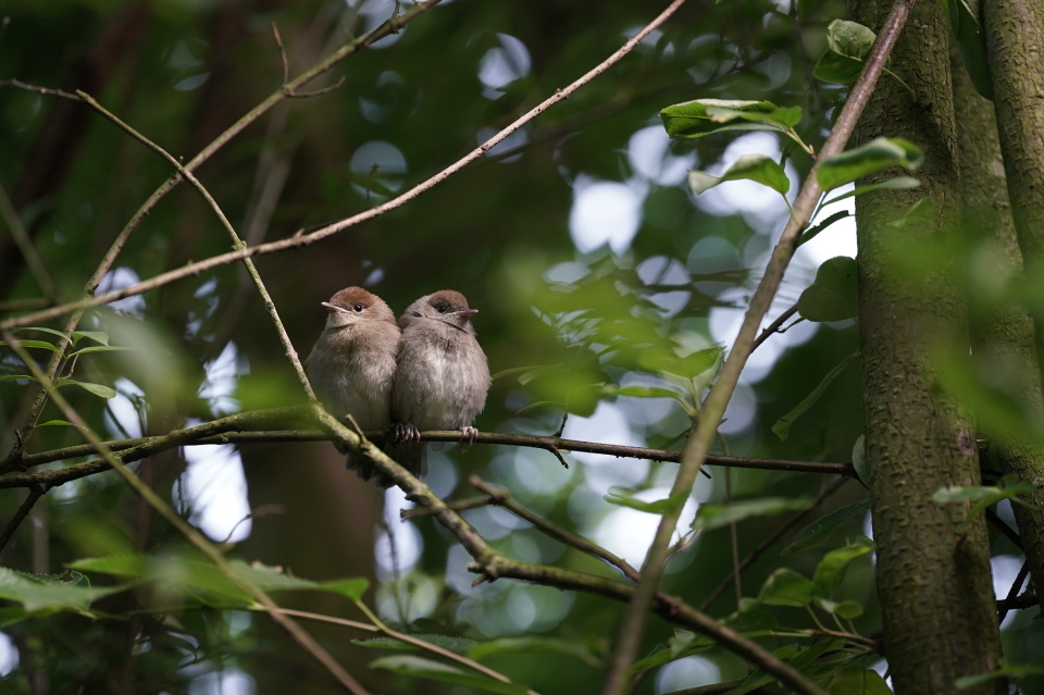Two chicks