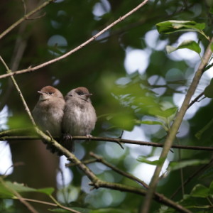 Two chicks