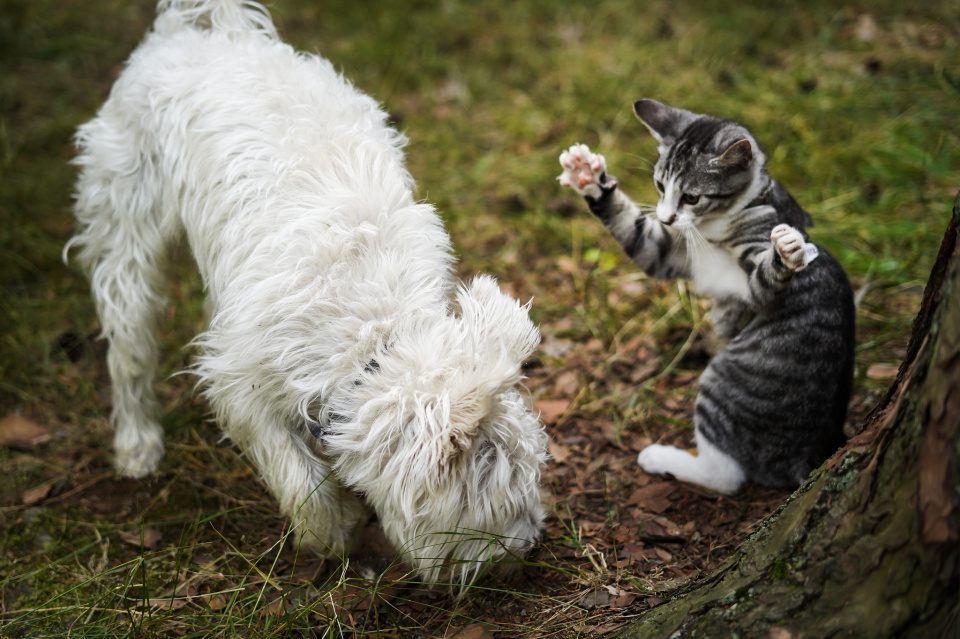 A fearless kitten