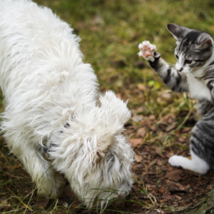 A fearless kitten