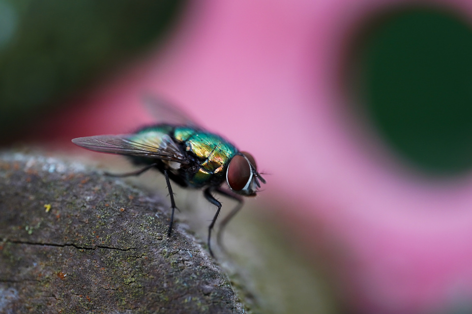 A fly