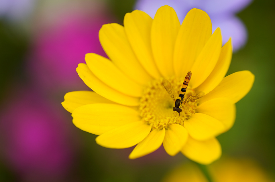 Colours of summer