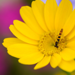 Colours of summer