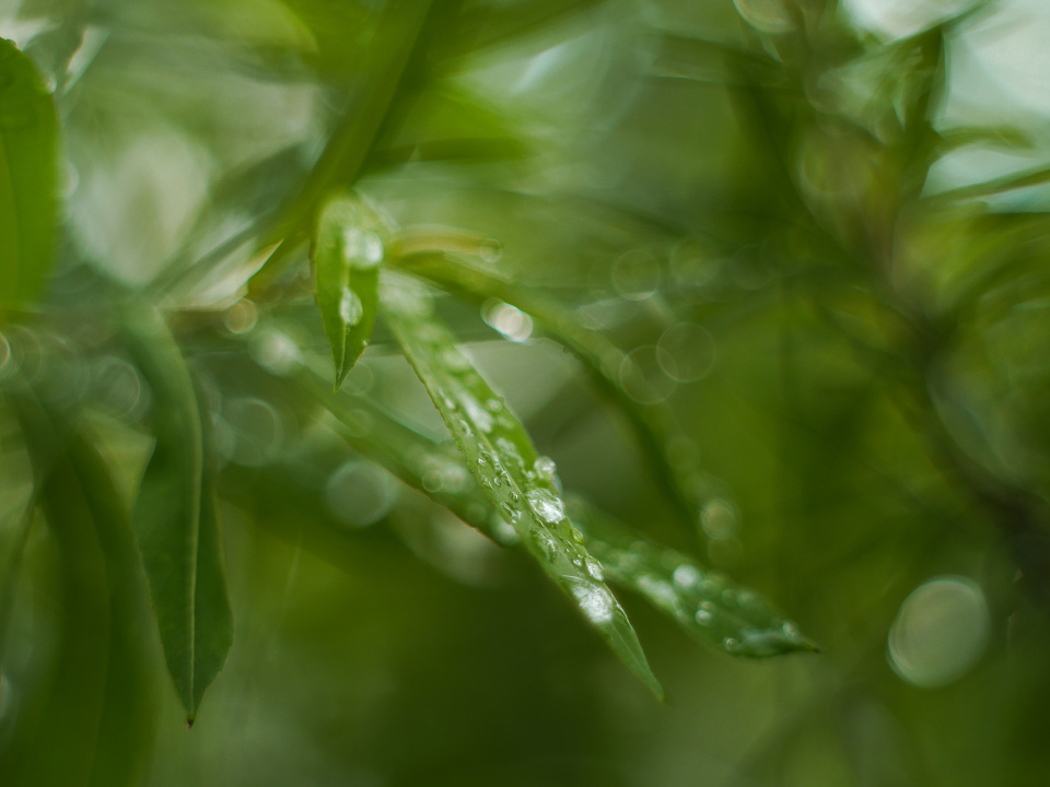 Rain