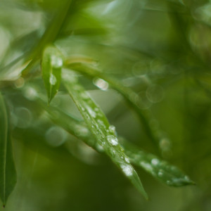 Rain