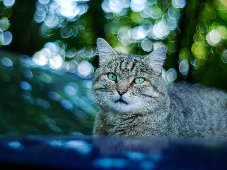 Mesmerizing green eyes