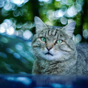 Mesmerizing green eyes