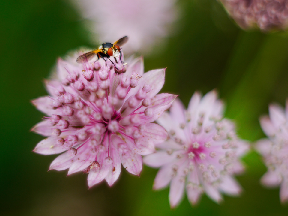 A cute fly