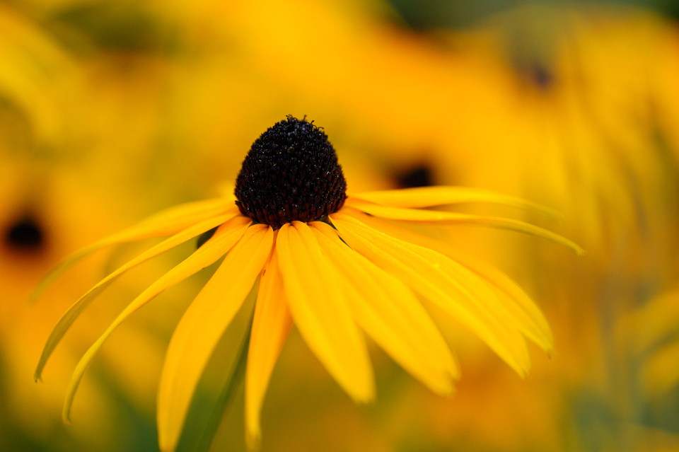 Rudbeckia