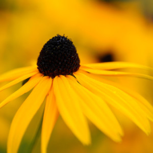 Rudbeckia