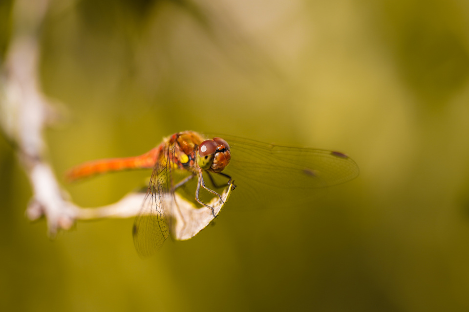 A dragonfly