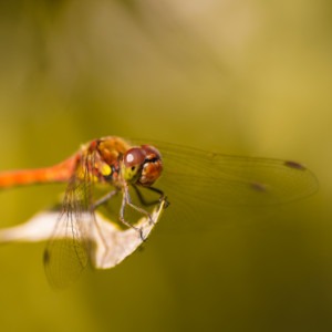 A dragonfly