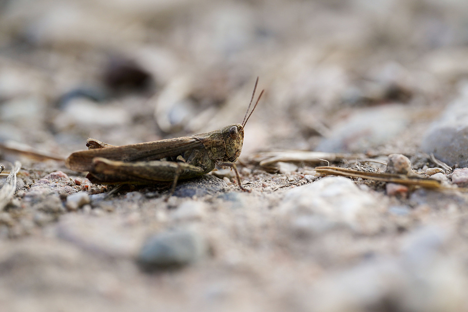 A grass hopper