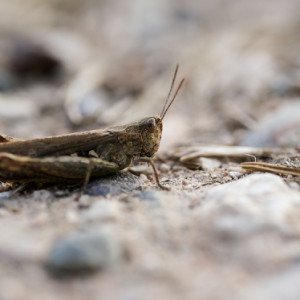 A grass hopper
