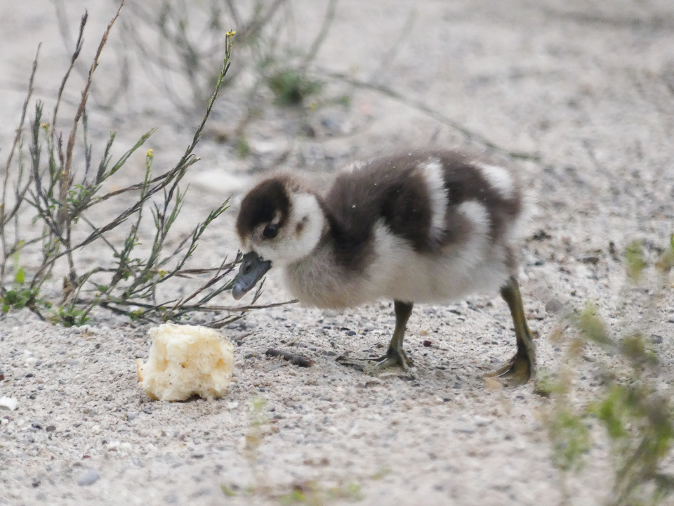 A duckling