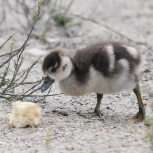 A duckling
