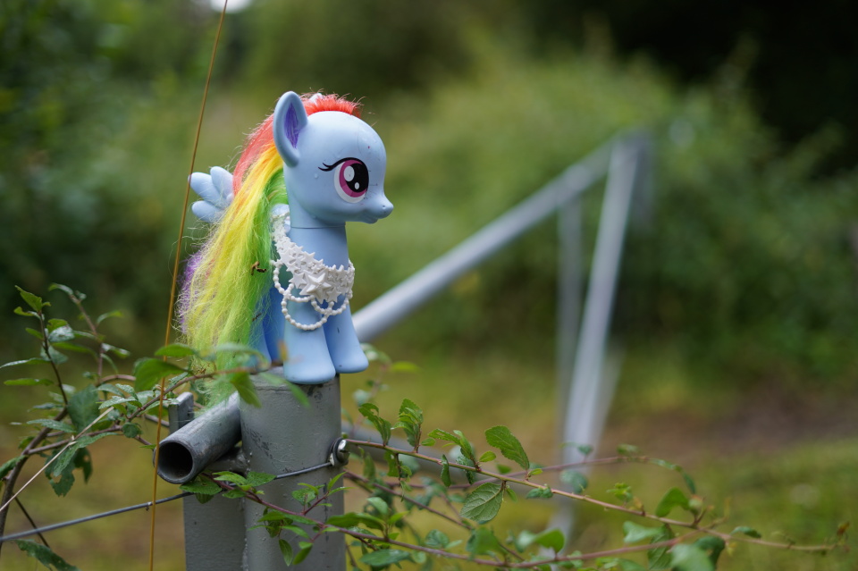 A lost toy