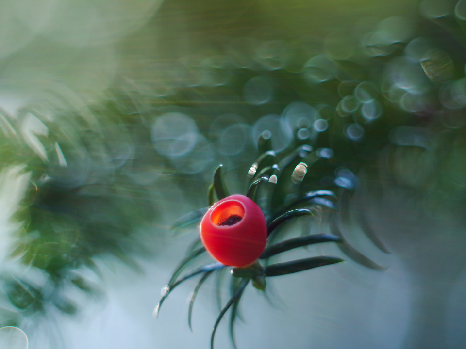 A yew tree