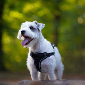 Dog sitting
