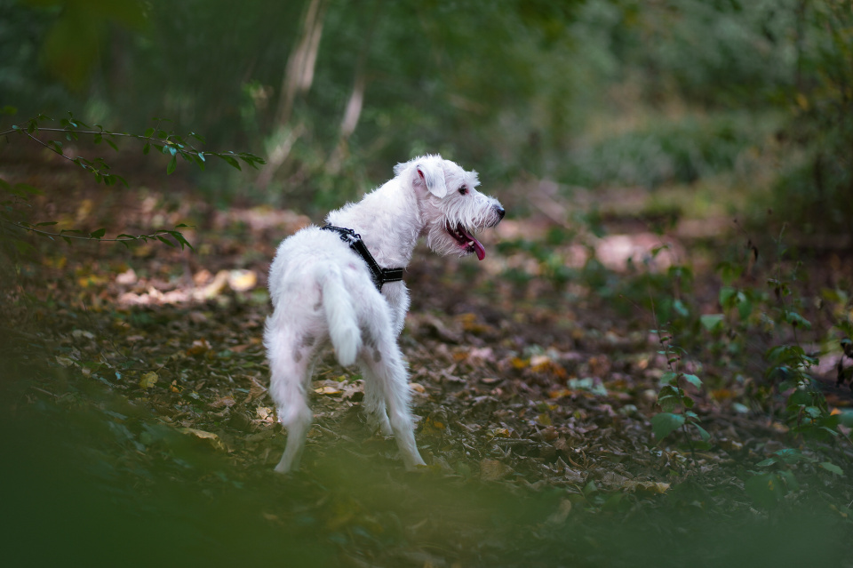 Another walk with Happy.