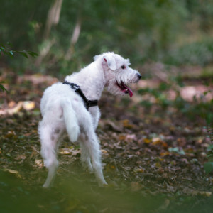 Another walk with Happy.