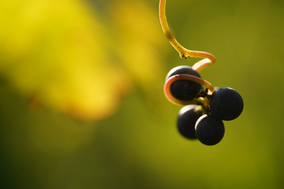 Grapes