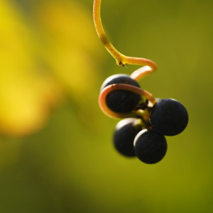 Grapes