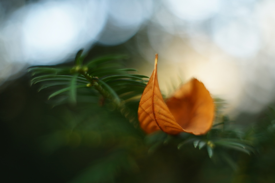 Autumn