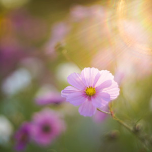 Last warm days