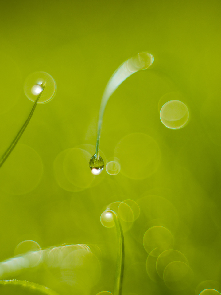 Morning dew