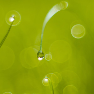 Morning dew