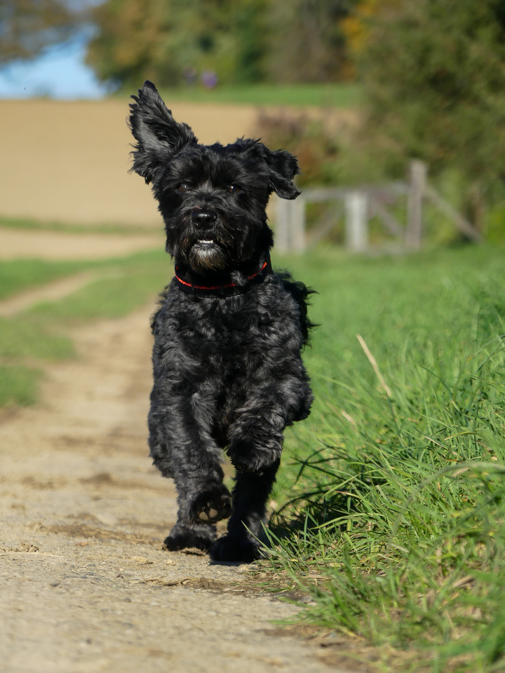 A happy dog