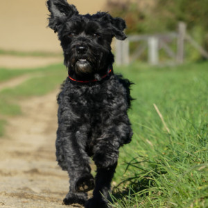 A happy dog