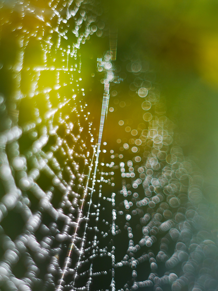 Spiderweb