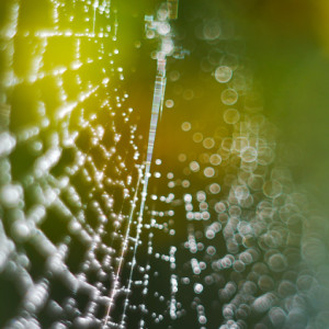 Spiderweb