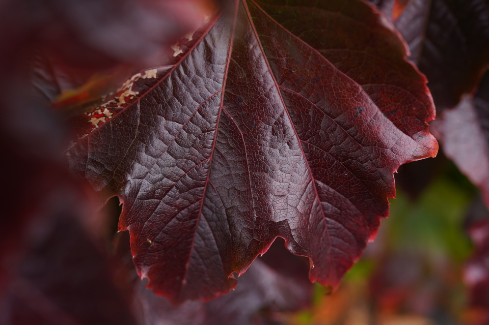 Deep red