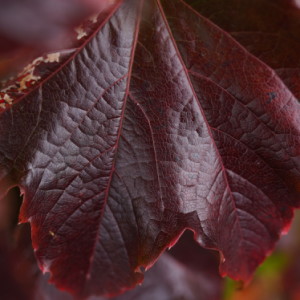 Deep red