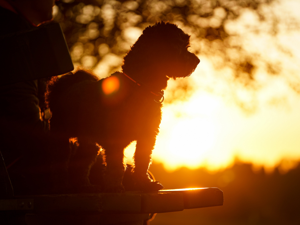 Watching the sunset