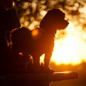 Watching the sunset