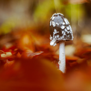 Autumn in the woods