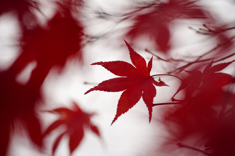 Autumn leaves
