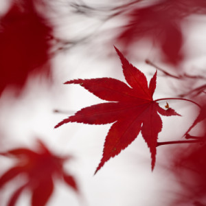 Autumn leaves